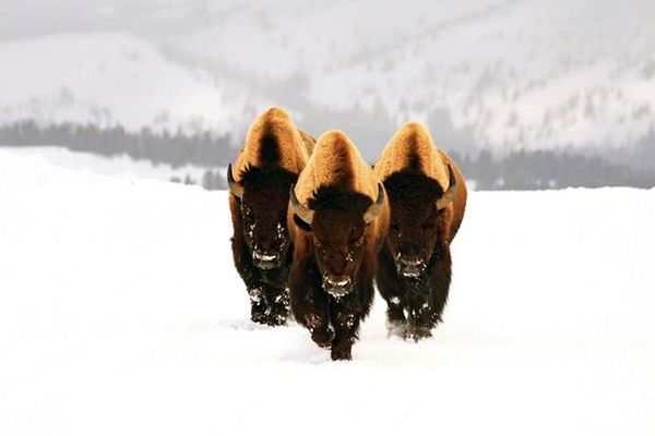 Красивые животные13 Красивые животные13