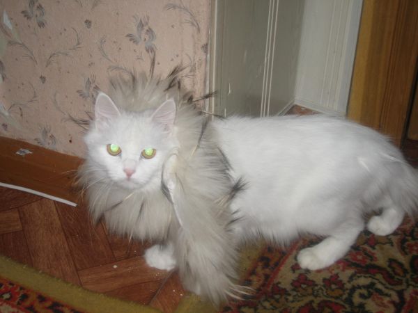 My Lovely Cat (Potm=) My Lovely Cat (Potm=)